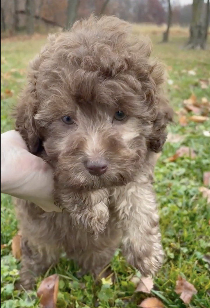 Mini Labradoodle Puppies For Sale - Fairfield Furbabies
